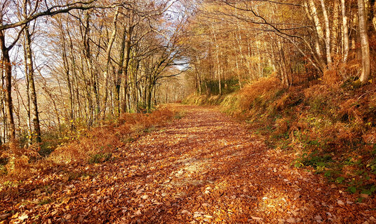 Woods near St Winnow Church