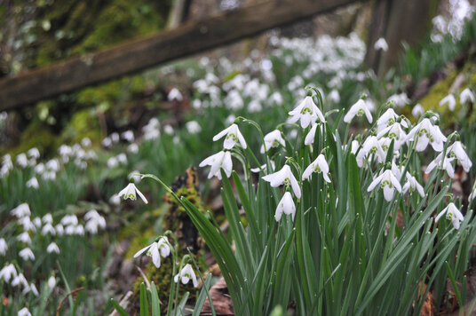 Snowdrops opposite Ethy Mill