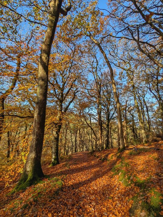 Path through Ethy Wood