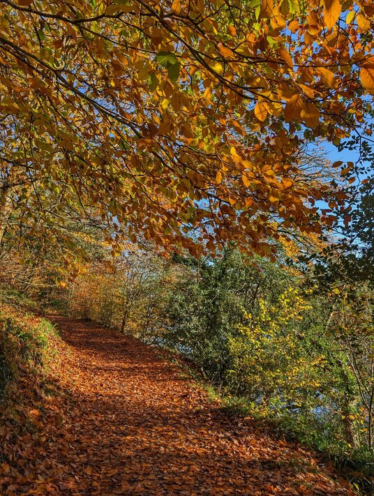 Path through Ethy Wood