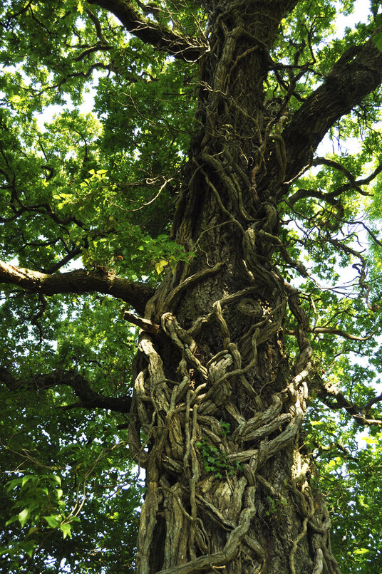 Tree near Fairy Cross