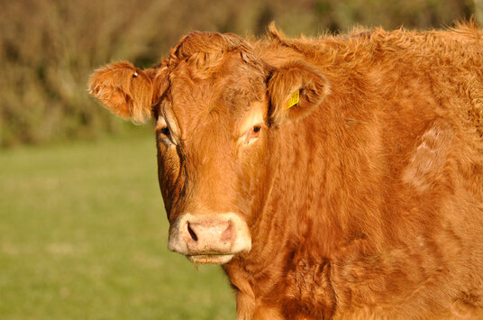 Cow in the fields at Fentafriddle