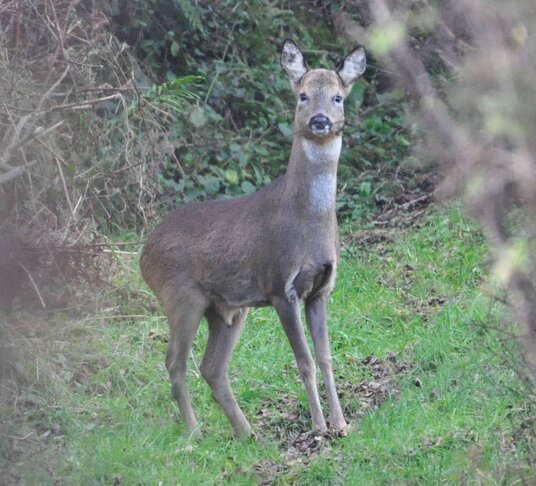 Deer on the footpath at Fentafriddle