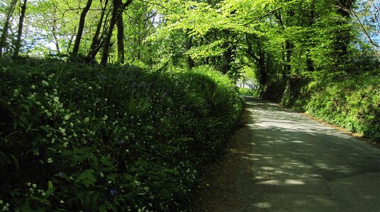 Spring flowers along the lane near Fenteroon bridge