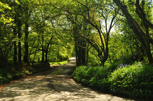 Spring flowers on the lane to Fenteroon bridge
