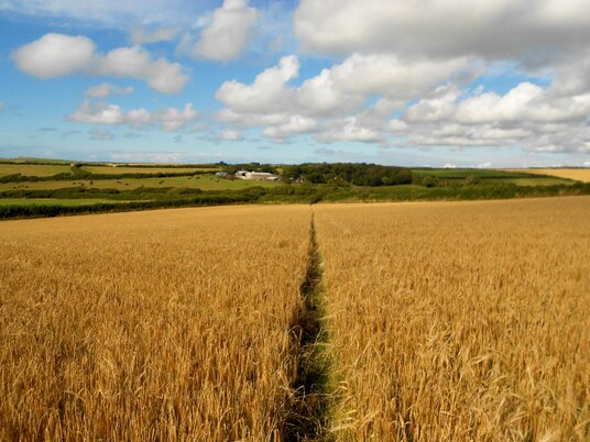 Crops in a field near Marsland