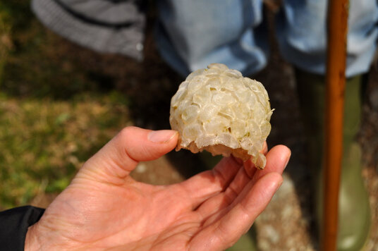 Fish egg case near Tregardock