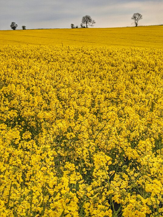 Rape flowers in the field near Flushing