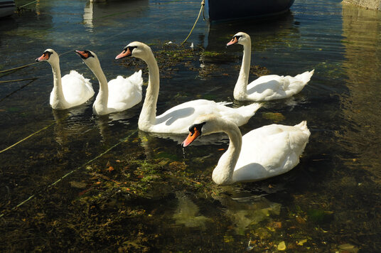 Swans at Flushing