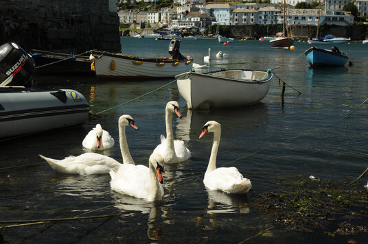 Swans at Flushing