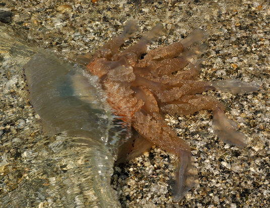 Football jellyfish washed up in Peel Cove