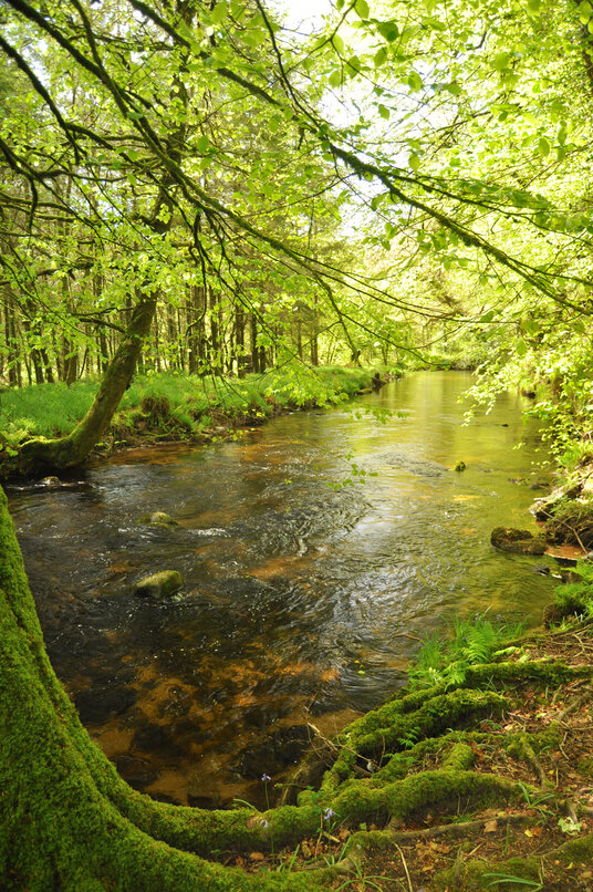 The River Fowey