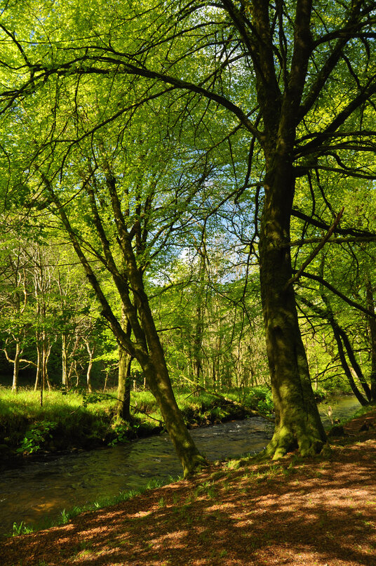 Woods along the River Fowey