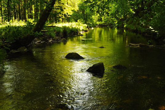 River Fowey near St Neot