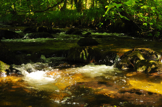 River Fowey near St Neot