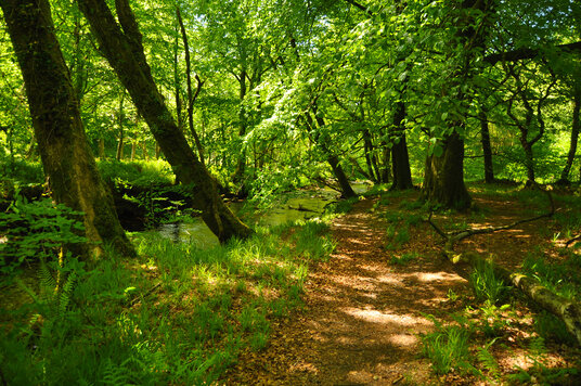 River Fowey near St Neot