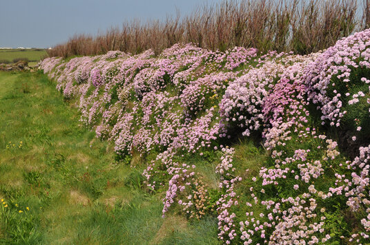 Thrift near Fox Cove