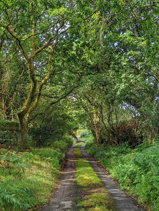 Lane to Fox Tor