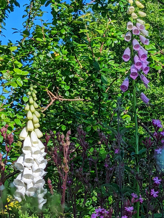 Mutant white foxgloves