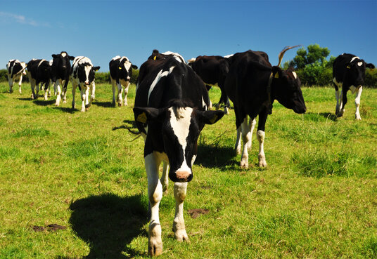 Curious cows on the path from Frenchman's Creek