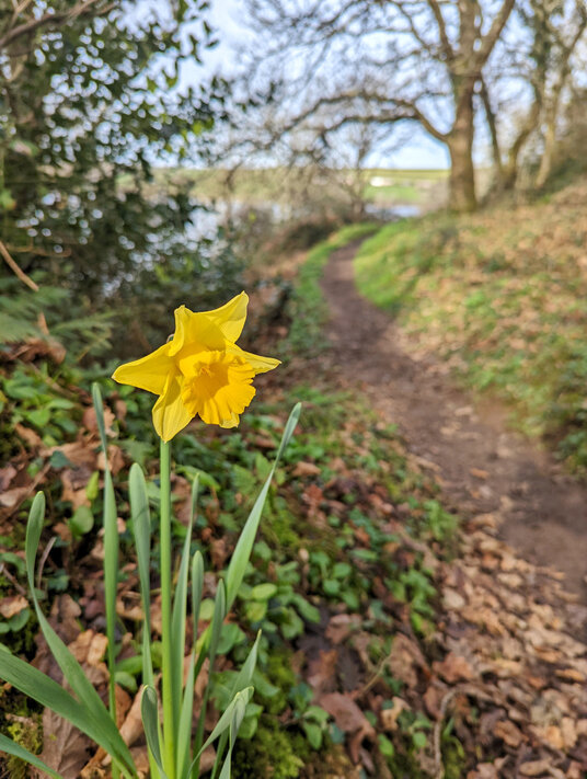 Daffodil along the Frenchman's Creek path