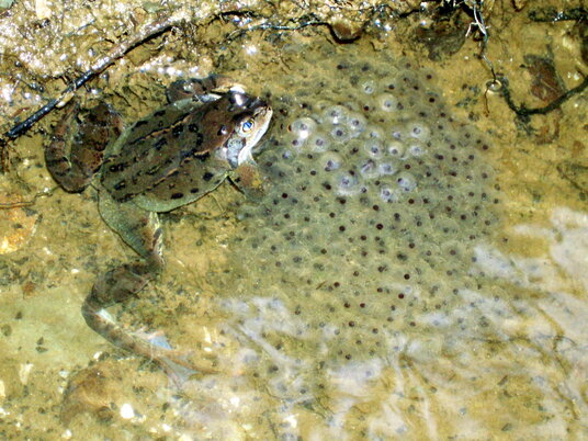 Frog at Jeffrey's Pit