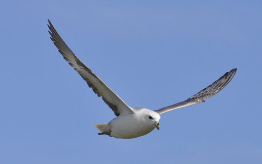Fulmar at Holywell Bay
