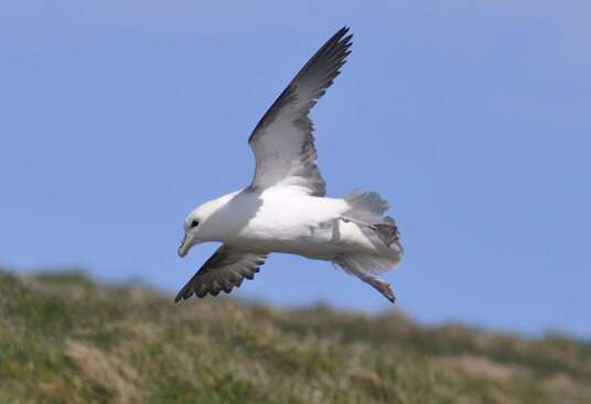 Fulmar landing at Porth Joke