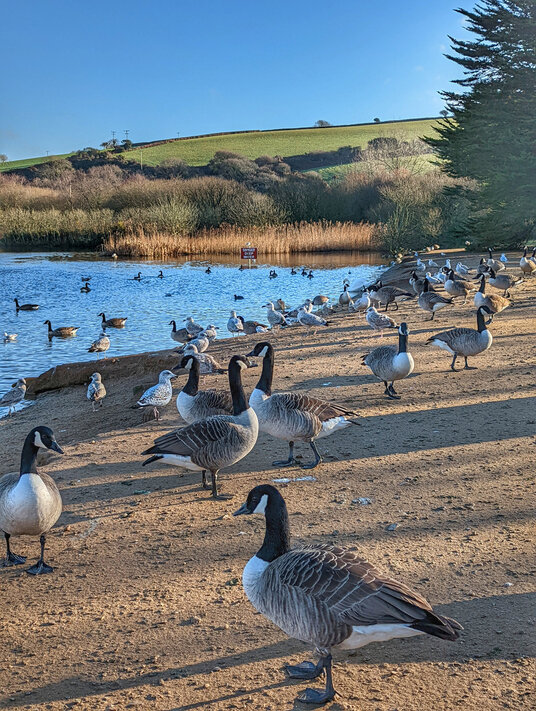 Geese at Par beach lake