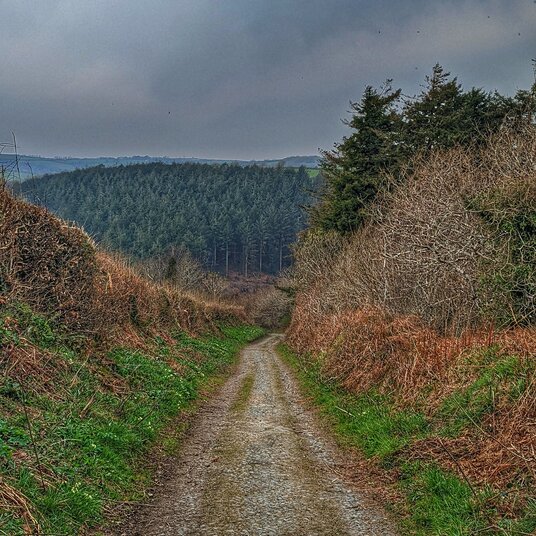 Track to Gillhill Wood