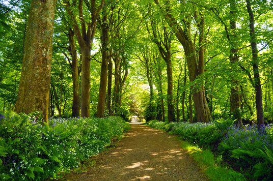 Bluebells at Godolphin