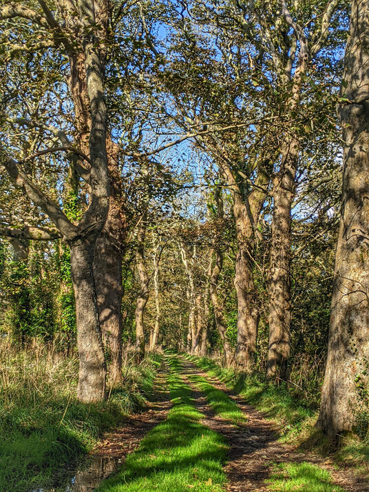 Track back to Godolphin House
