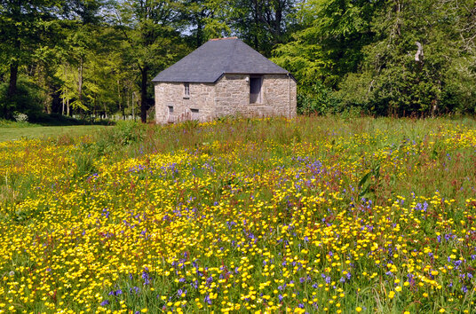 Wildflowers at Godolphin