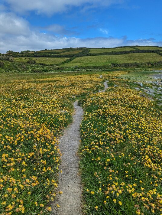 Kidney vetch at Godrevy Cove
