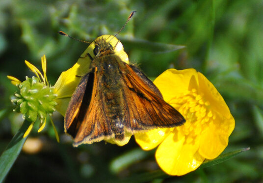 Moth on the buttercups