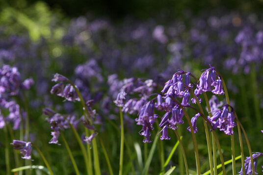 Bluebells at Golitha Falls
