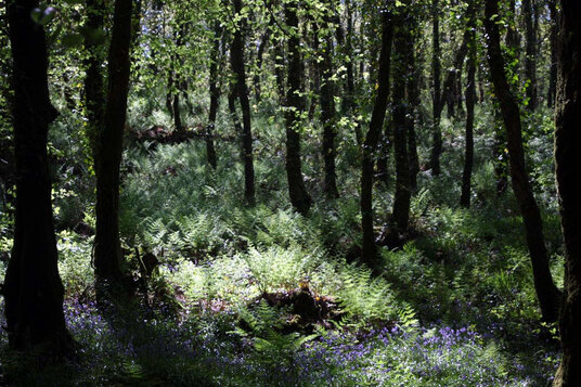 Bluebells at Golitha Falls