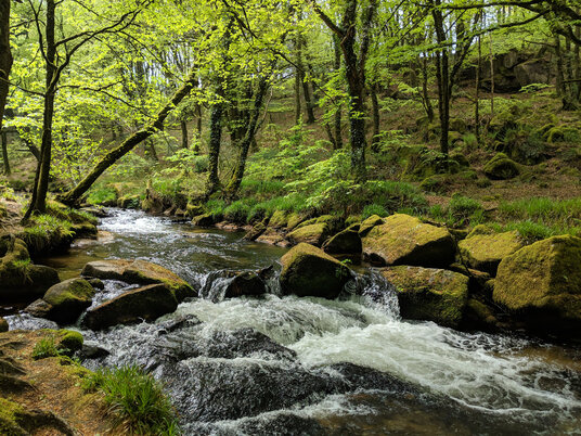 Golitha Falls