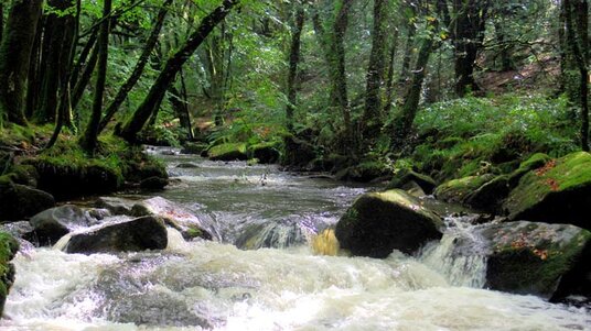 Golitha Falls