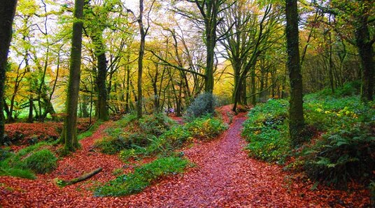 Autumn colours in the woodland at Golitha Falls