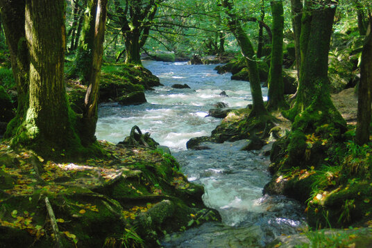 River Fowey