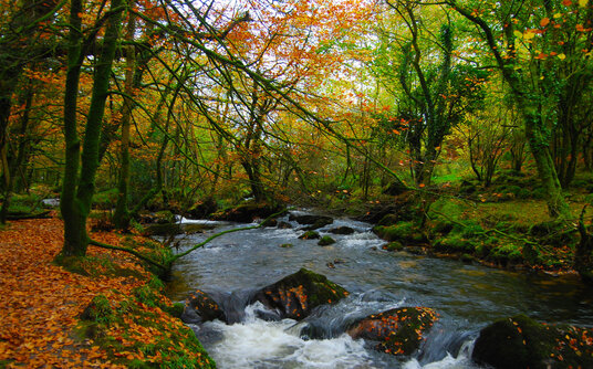 Golitha Falls in Autumn