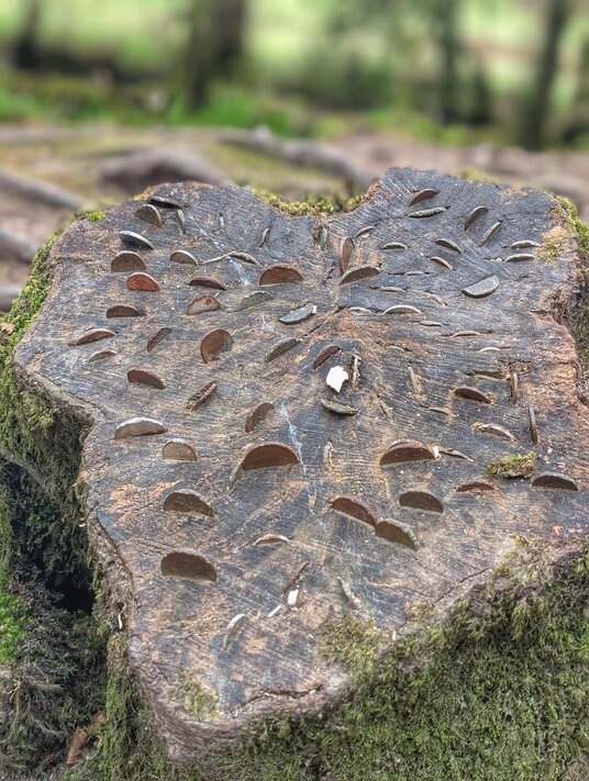 A money tree at Golitha Falls