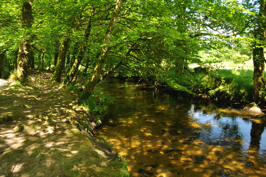 Golitha Falls in summer