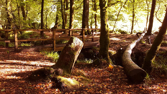 Footbridge at Golitha Falls