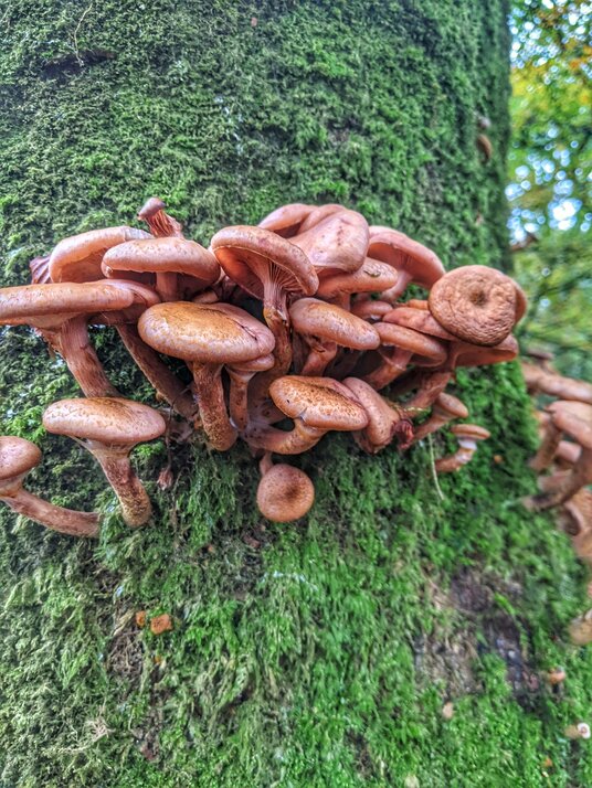 Fungi at Golitha Falls