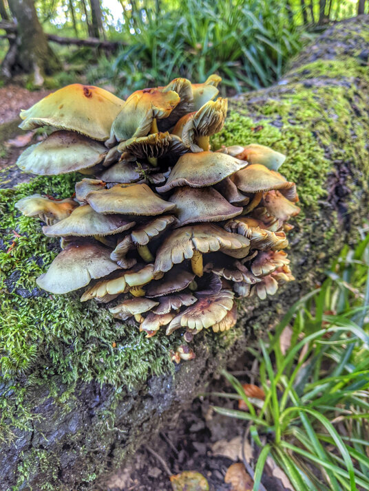 Fungi at Golitha Falls