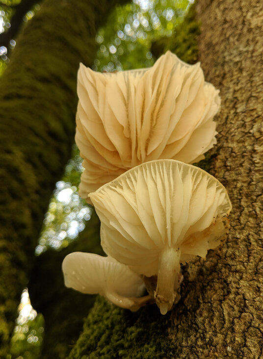 Fungi at Golitha Falls