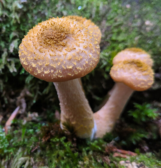 Fungi at Golitha Falls