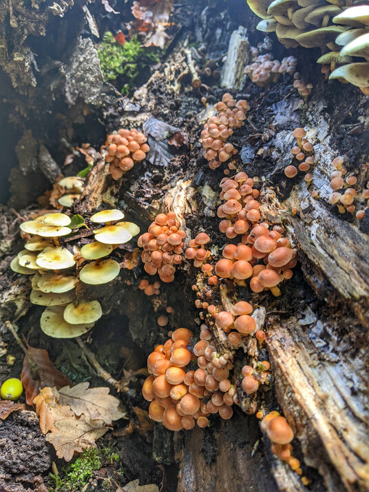 Fungi at Golitha Falls